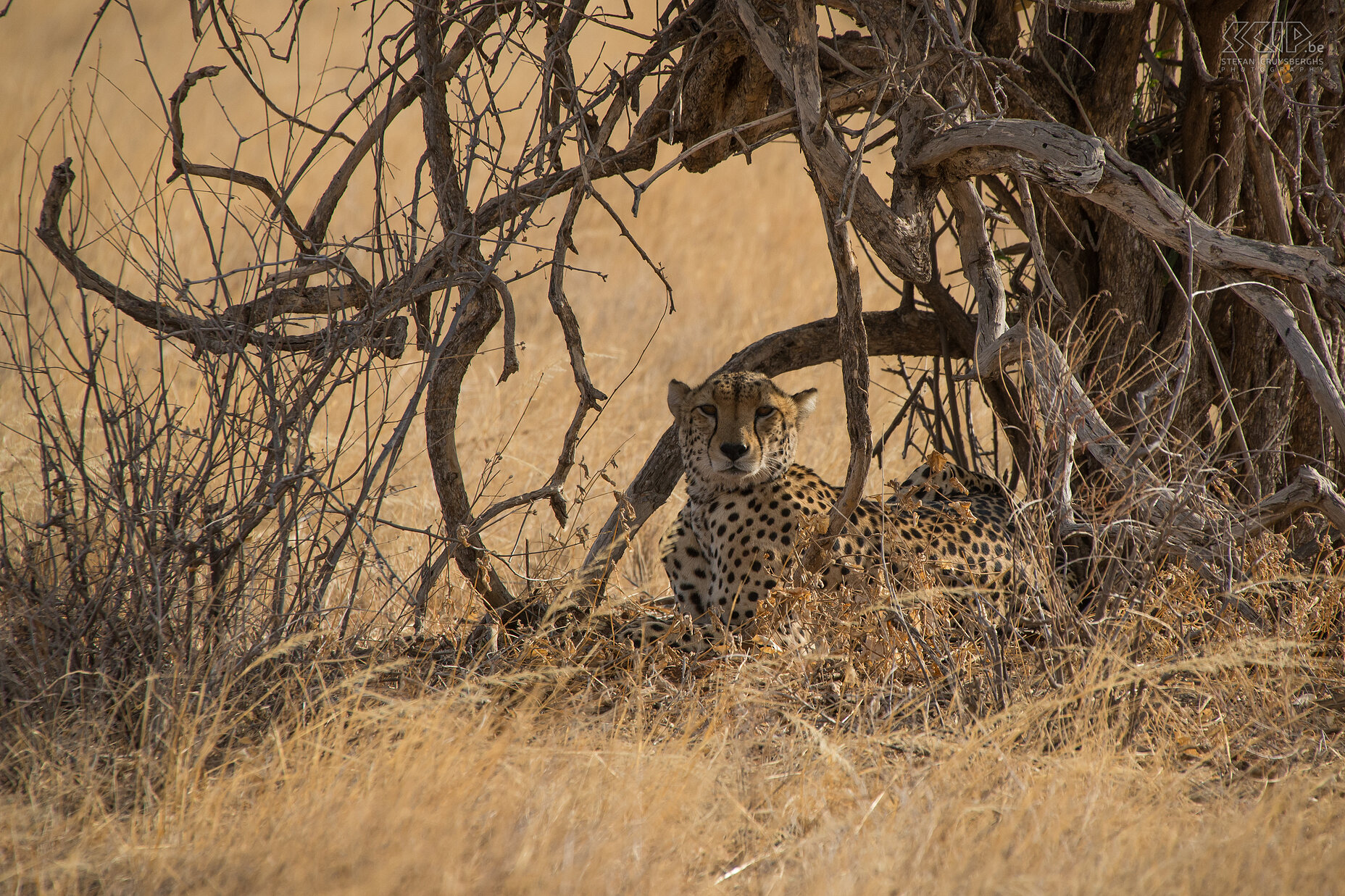 Samburu - Cheetah In the late afternoon we found a cheetah (Acinonyx jubatus) lying under a tree on the savanna plains. We were very lucky during our game drives. In 3 days we encountered 3 cheetahs and some of them were very close to our jeep. This cheetah was resting in the shade and was waiting to go on hunting.<br />
Cheetahs hunt for food during the day and they attack quickly with speed, instead of stalking their prey like lions do. The cheetah is the fastest land animal. It can reach 110 to 120km/h in short bursts covering distances up to 500m.<br />
 Stefan Cruysberghs